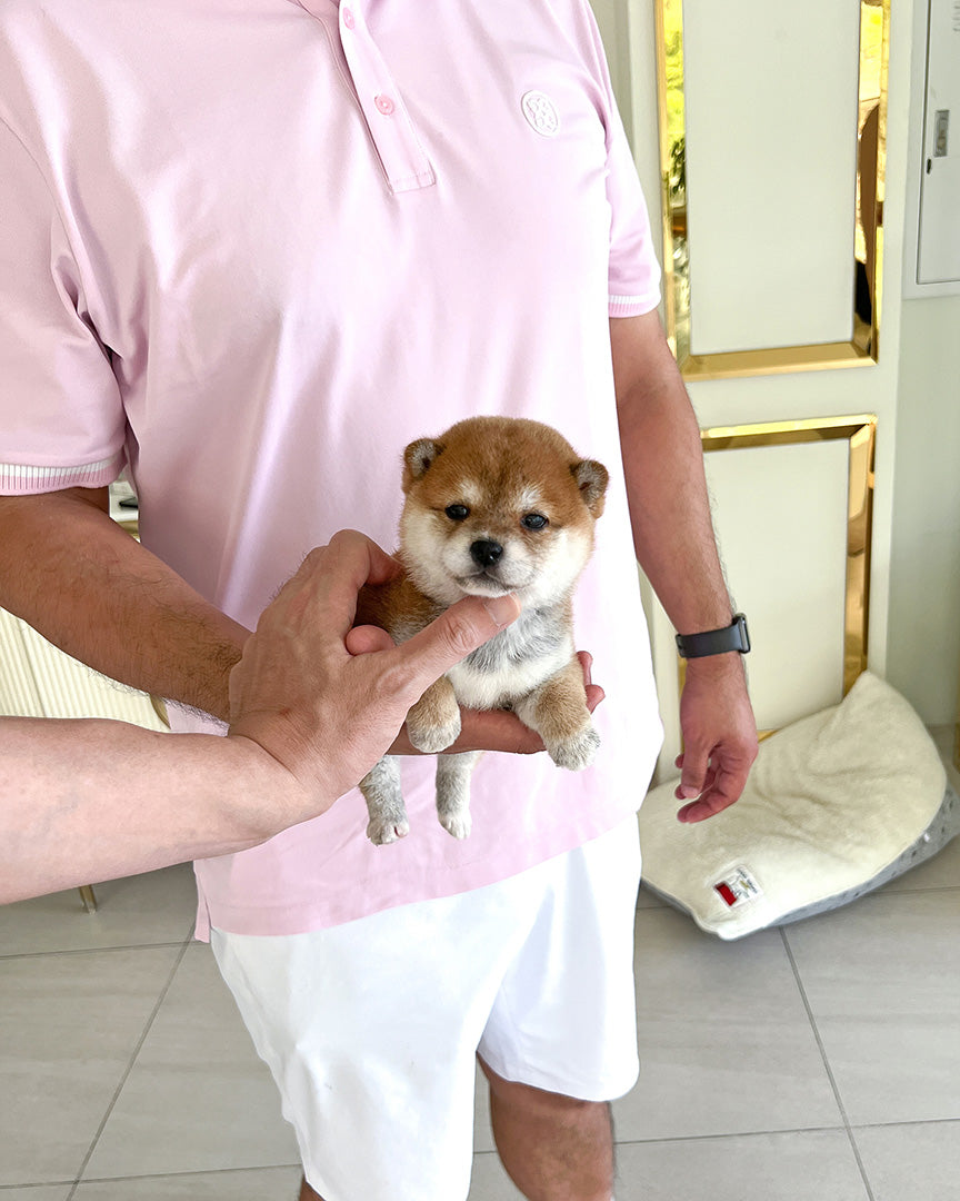 LUCA - MALE - ROLLY TEACUP PUPPIES - TEACUP PUPPY FOR SALE