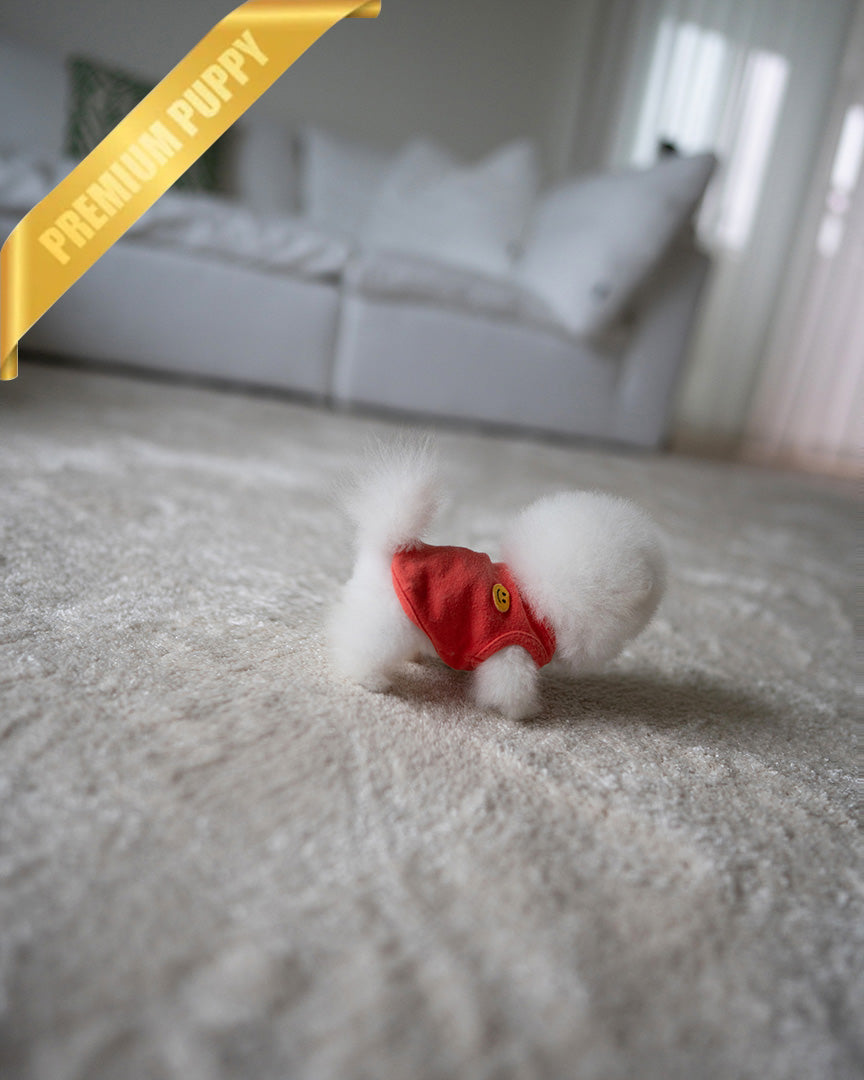 TEDDY - FEMALE (PURCHASED by MYUNG) - ROLLY TEACUP PUPPIES - TEACUP PUPPY FOR SALE