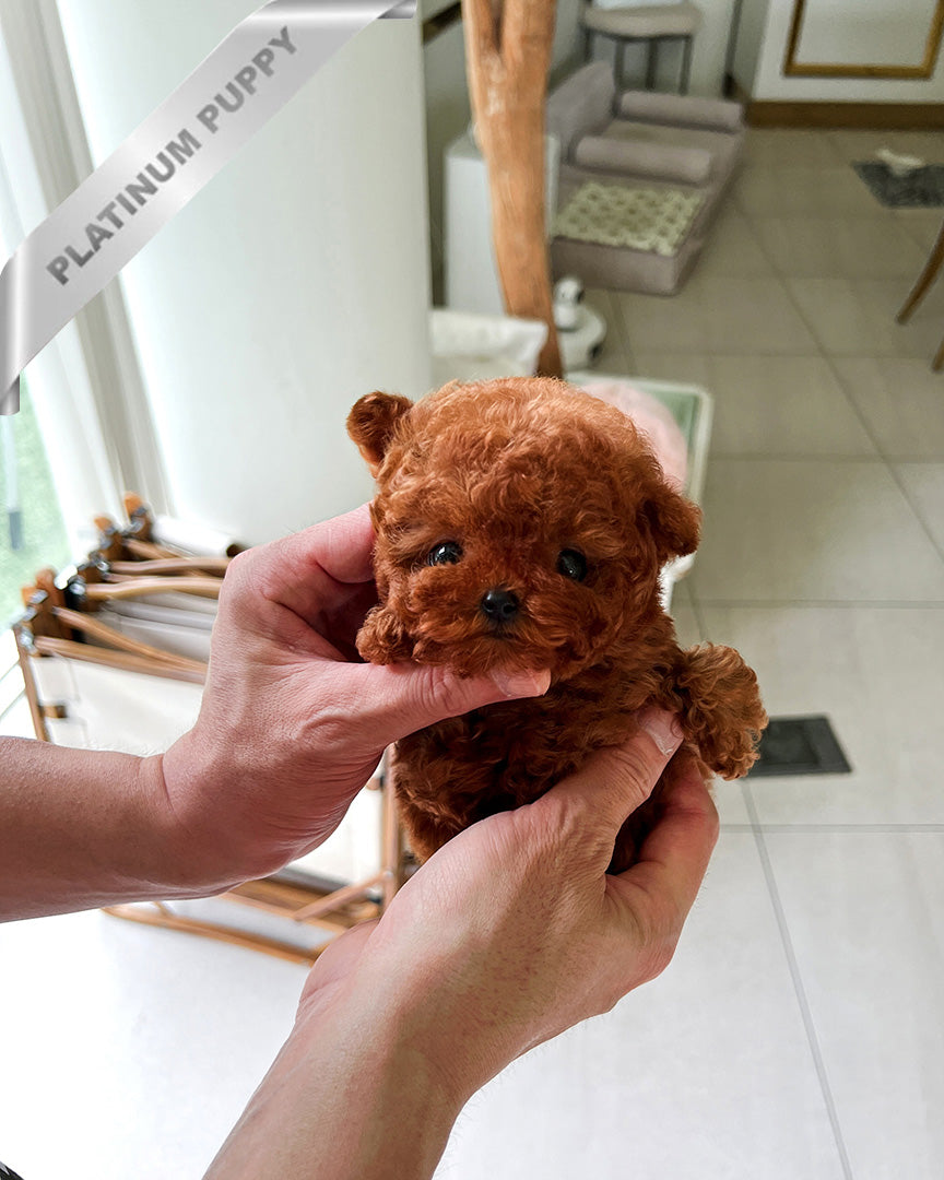 SIENNA - FEMALE (PURCHASED by EMILY) - ROLLY TEACUP PUPPIES - TEACUP PUPPY FOR SALE