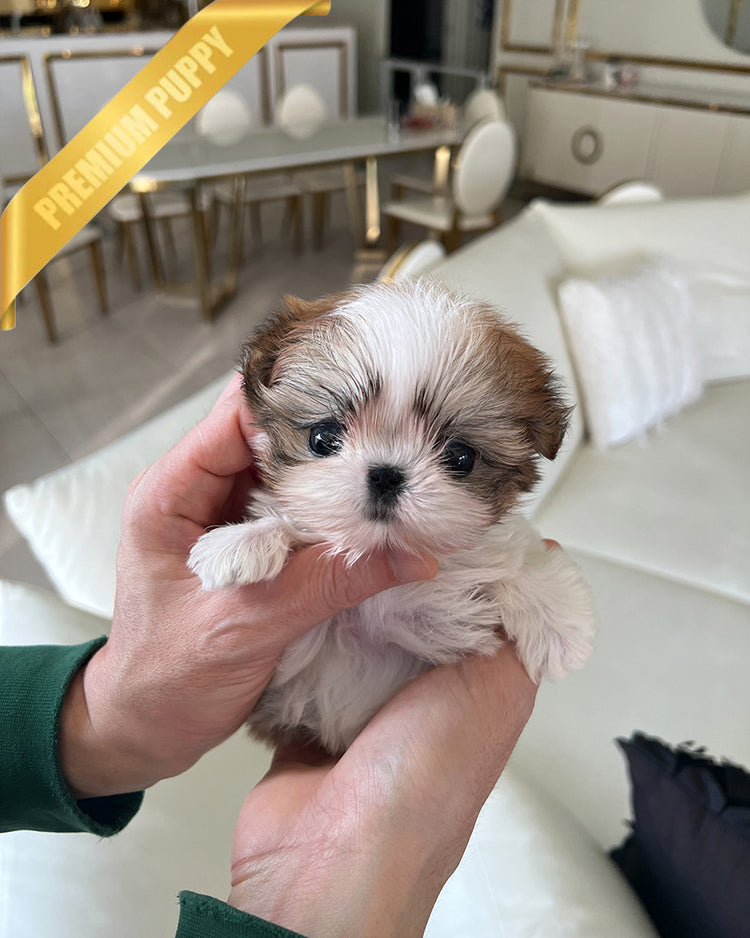 BENNY - MALE (PURCHASED by AKIRA) - ROLLY TEACUP PUPPIES - TEACUP PUPPY FOR SALE
