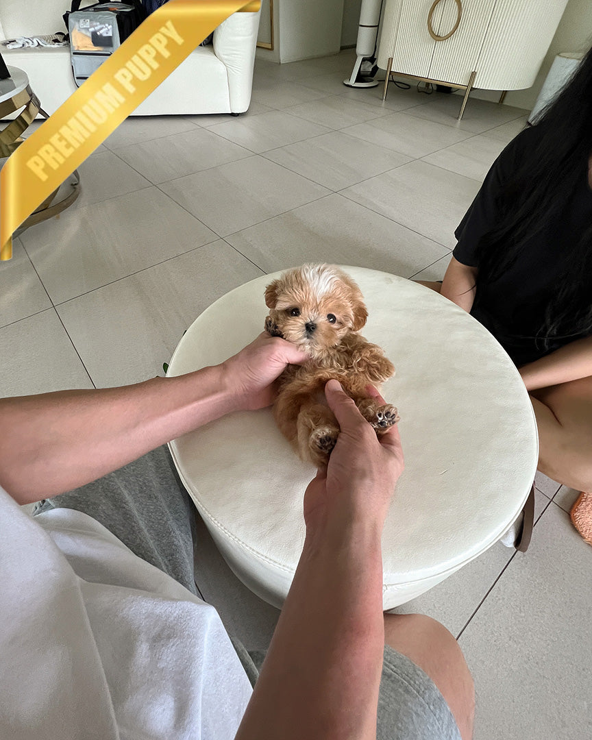 MYLES - MALE (PURCHASED by ROMAN) - ROLLY TEACUP PUPPIES - TEACUP PUPPY FOR SALE