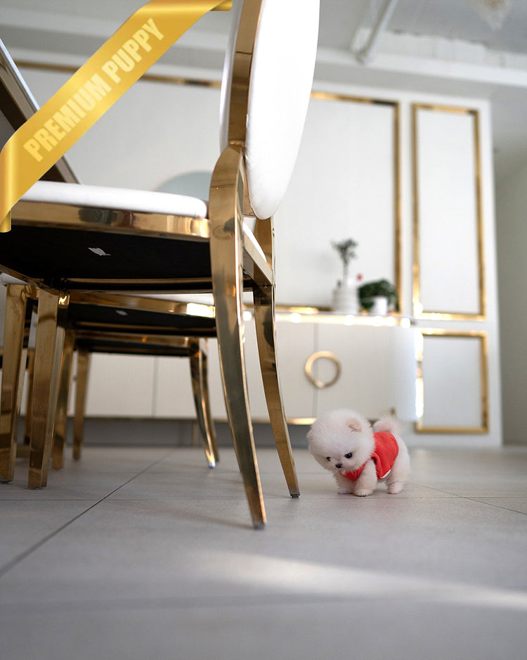 BOO - MALE (PURCHASED by MICHAEL) - ROLLY TEACUP PUPPIES - TEACUP PUPPY FOR SALE