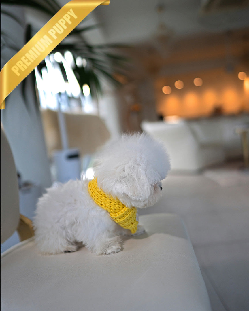 GIGI - FEMALE (PURCHASED by LAUREN) - ROLLY TEACUP PUPPIES