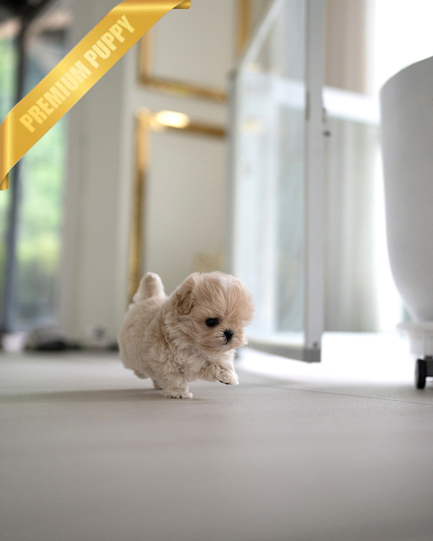 EWAN - MALE (PURCHASED by ABDULLAH) - ROLLY TEACUP PUPPIES - TEACUP PUPPY FOR SALE