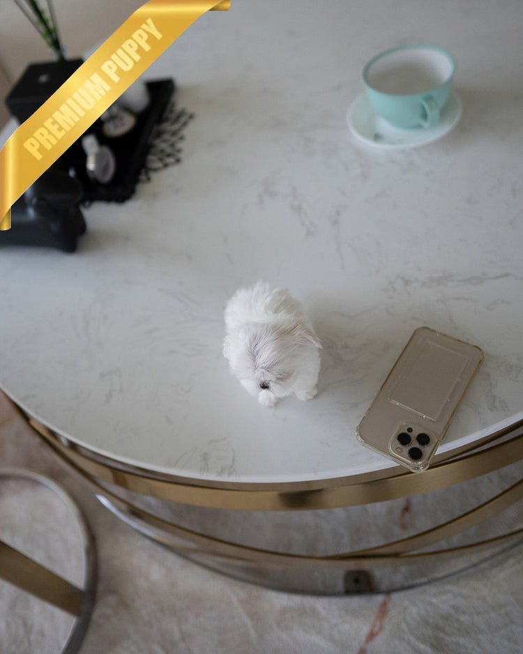 TOBY - MALE - ROLLY TEACUP PUPPIES - TEACUP PUPPY FOR SALE