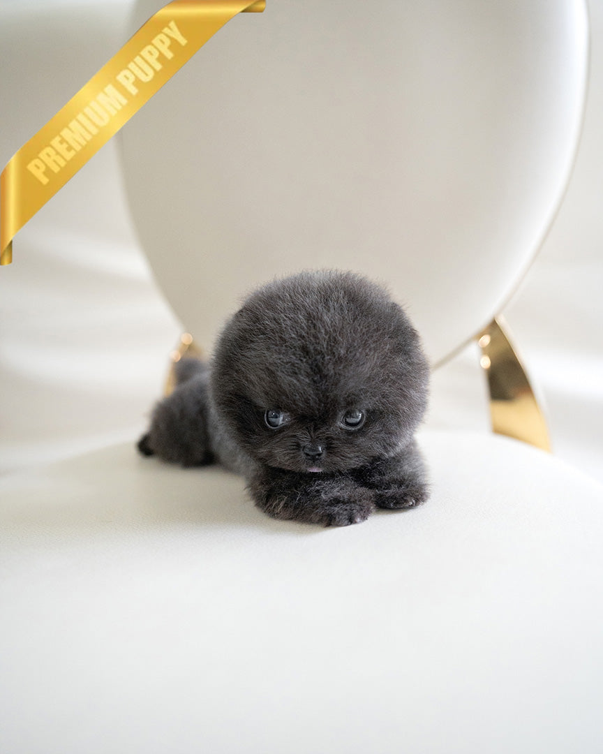 INDIGO  - MALE (PURCHASED by JENNY) - ROLLY TEACUP PUPPIES - TEACUP PUPPY FOR SALE