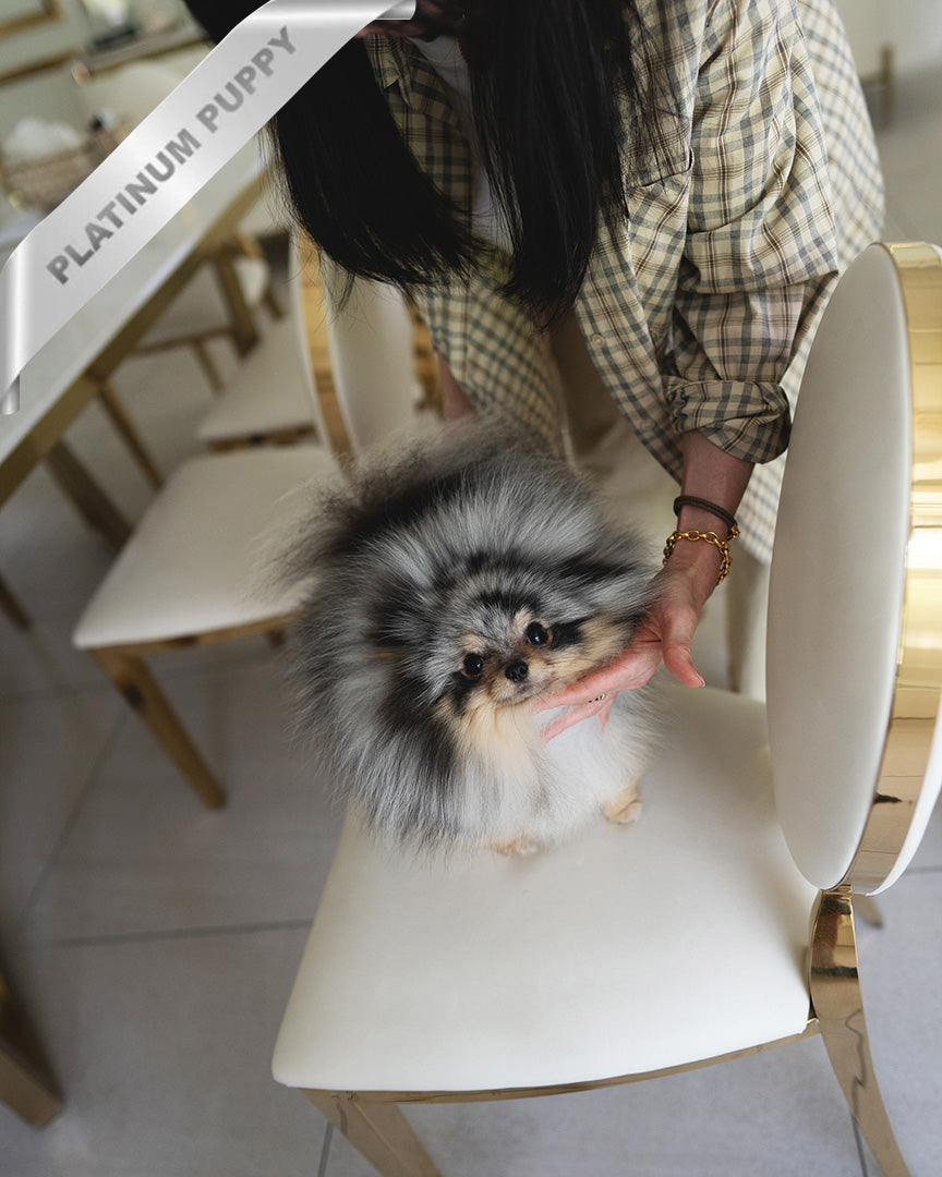 MARBLE - MALE (PURCHASED by JUNG) - ROLLY TEACUP PUPPIES - TEACUP PUPPY FOR SALE