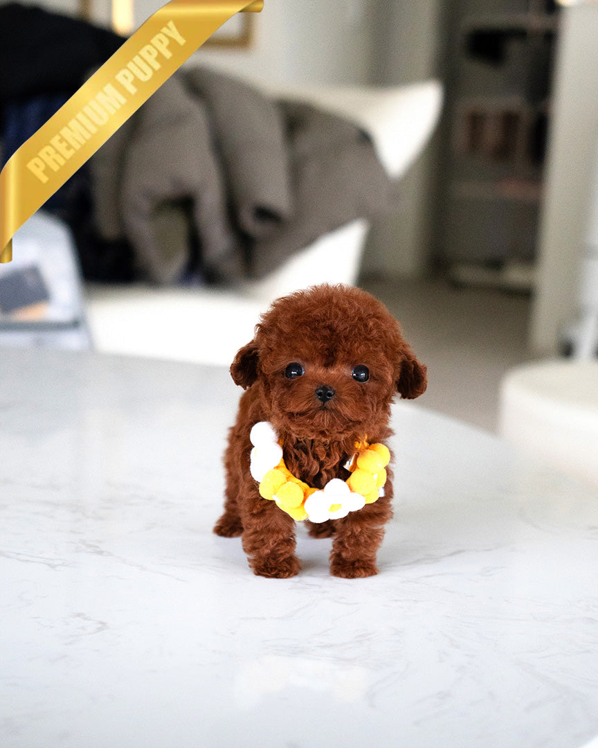 JESSICA - FEMALE (PURCHASED by DANIEL) - ROLLY TEACUP PUPPIES - TEACUP PUPPY FOR SALE