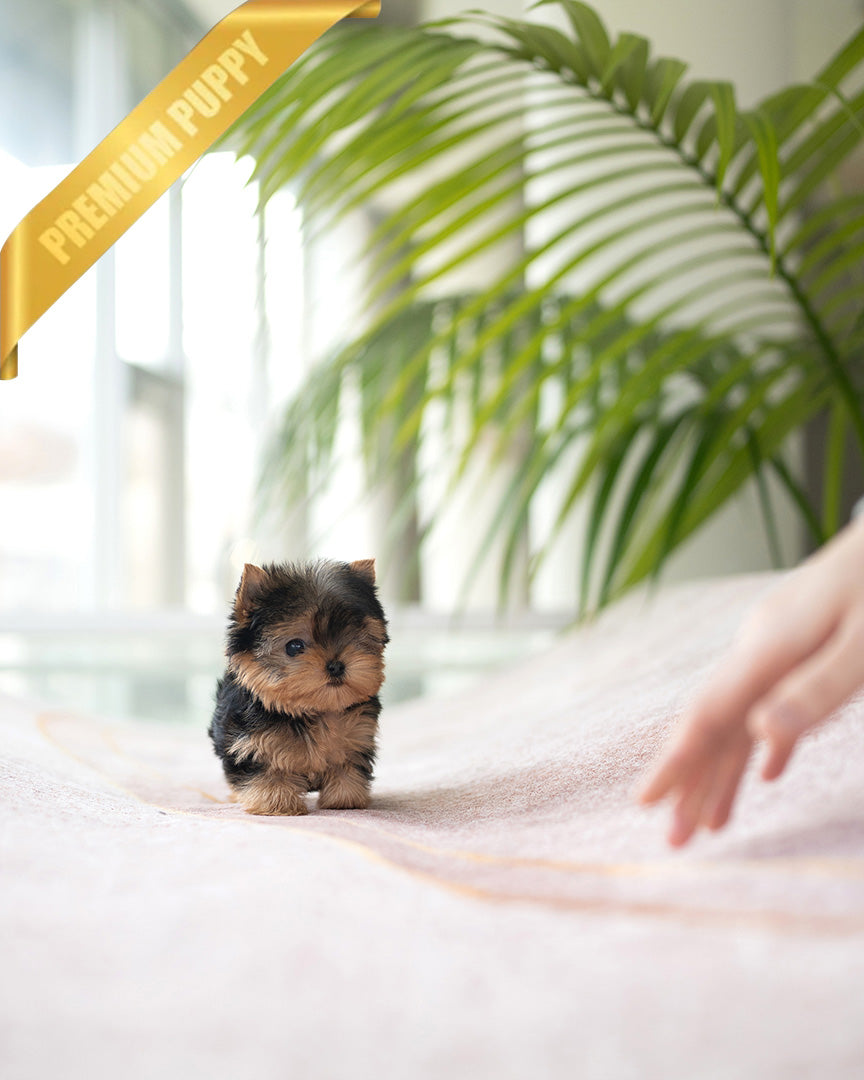 PIPER - MALE (PURCHASED by KELVIN) - ROLLY TEACUP PUPPIES - TEACUP PUPPY FOR SALE