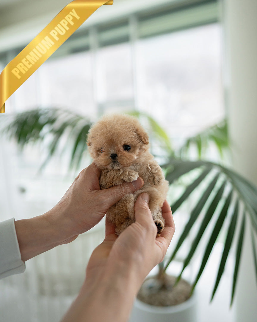 OLIVIA - FEMALE (PURCHASED by ANONYMOUS) - ROLLY TEACUP PUPPIES - TEACUP PUPPY FOR SALE