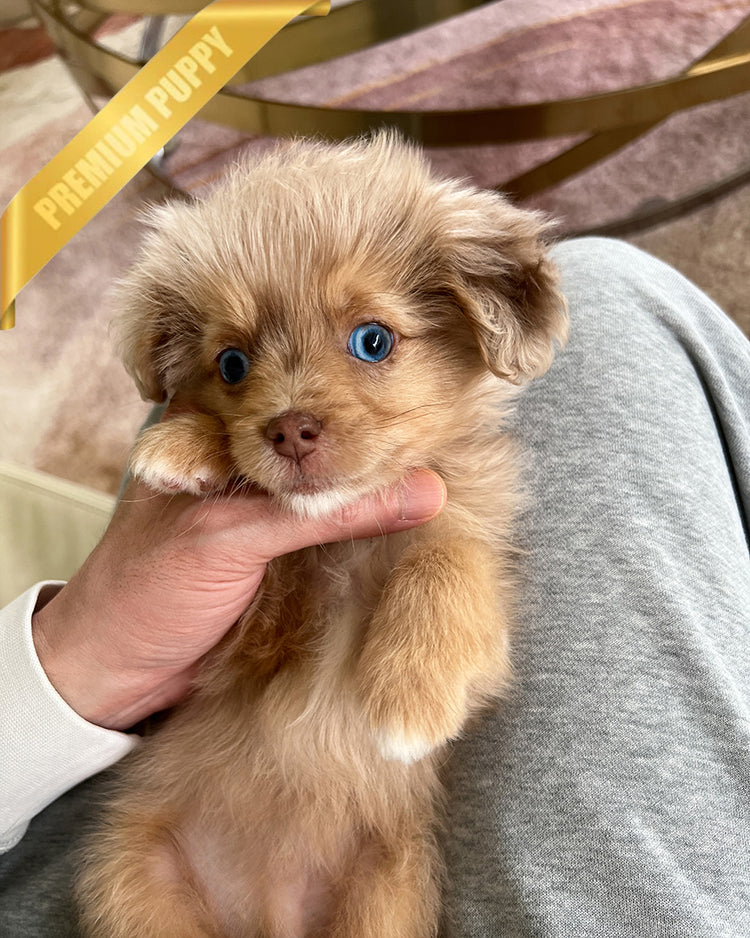 DEXTER - MALE (PURCHASED by GARRICK) - ROLLY TEACUP PUPPIES - TEACUP PUPPY FOR SALE