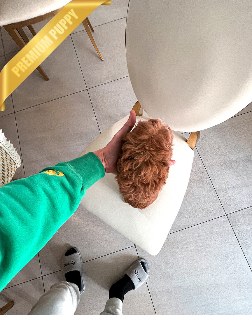 JESSICA - FEMALE (PURCHASED by SHIN) - ROLLY TEACUP PUPPIES - TEACUP PUPPY FOR SALE