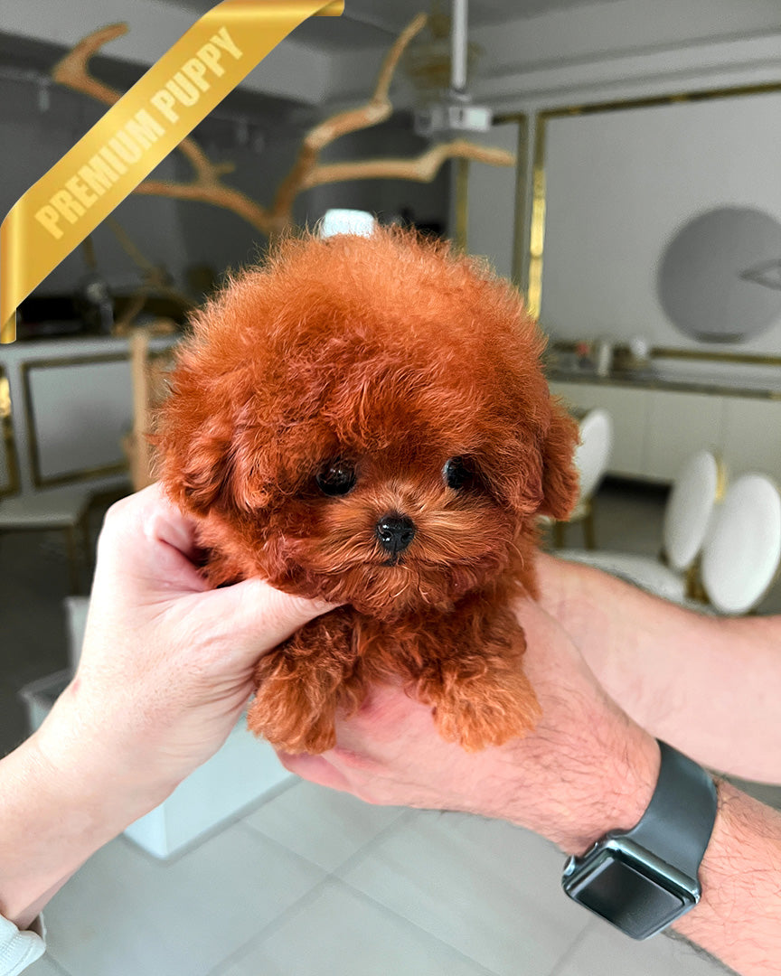 LUNA - FEMALE - ROLLY TEACUP PUPPIES - TEACUP PUPPY FOR SALE