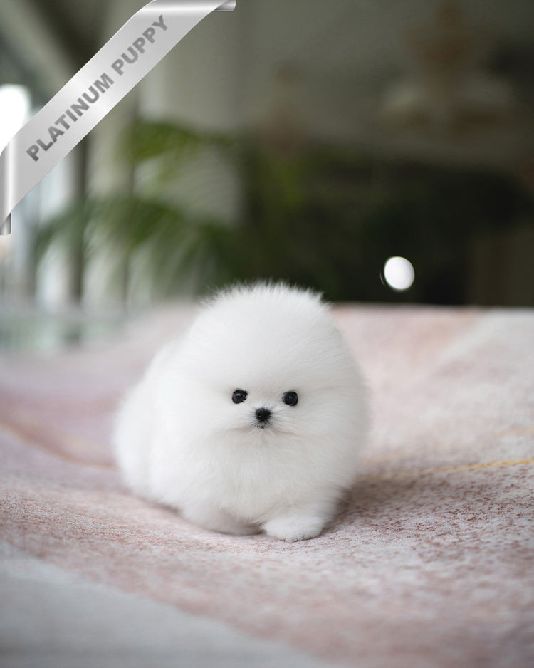 PUFFIN - FEMALE (PURCHASED by ANDREA) - ROLLY TEACUP PUPPIES - TEACUP PUPPY FOR SALE