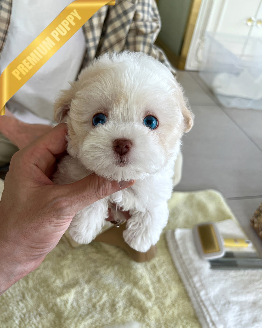 ZEPHYR  - MALE (PURCHASED by RUTH) - ROLLY TEACUP PUPPIES - TEACUP PUPPY FOR SALE