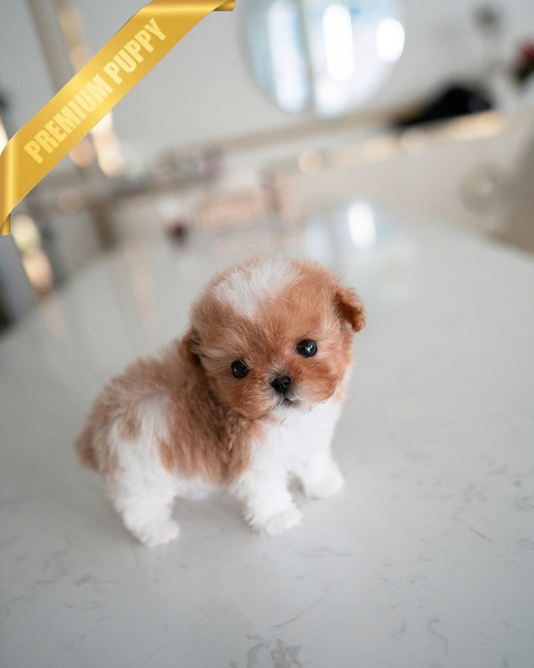 BAGEL - MALE (PURCHASED by MARIO) - ROLLY TEACUP PUPPIES -