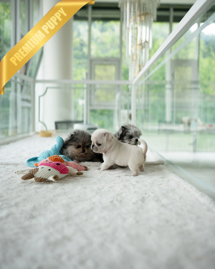 WRINKLES - FEMALE (PURCHASED by CHEN) - ROLLY TEACUP PUPPIES - TEACUP PUPPY FOR SALE