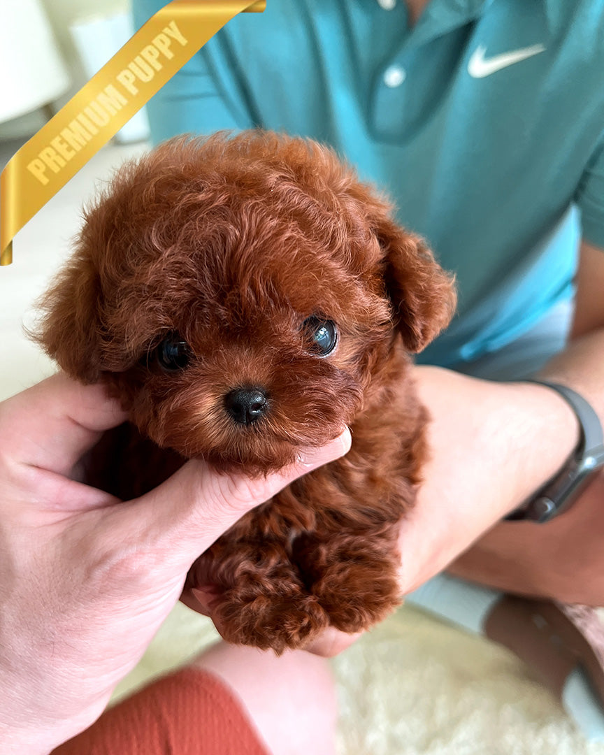 AMBER - FEMALE (RESERVED by MARIA) - ROLLY TEACUP PUPPIES - TEACUP PUPPY FOR SALE