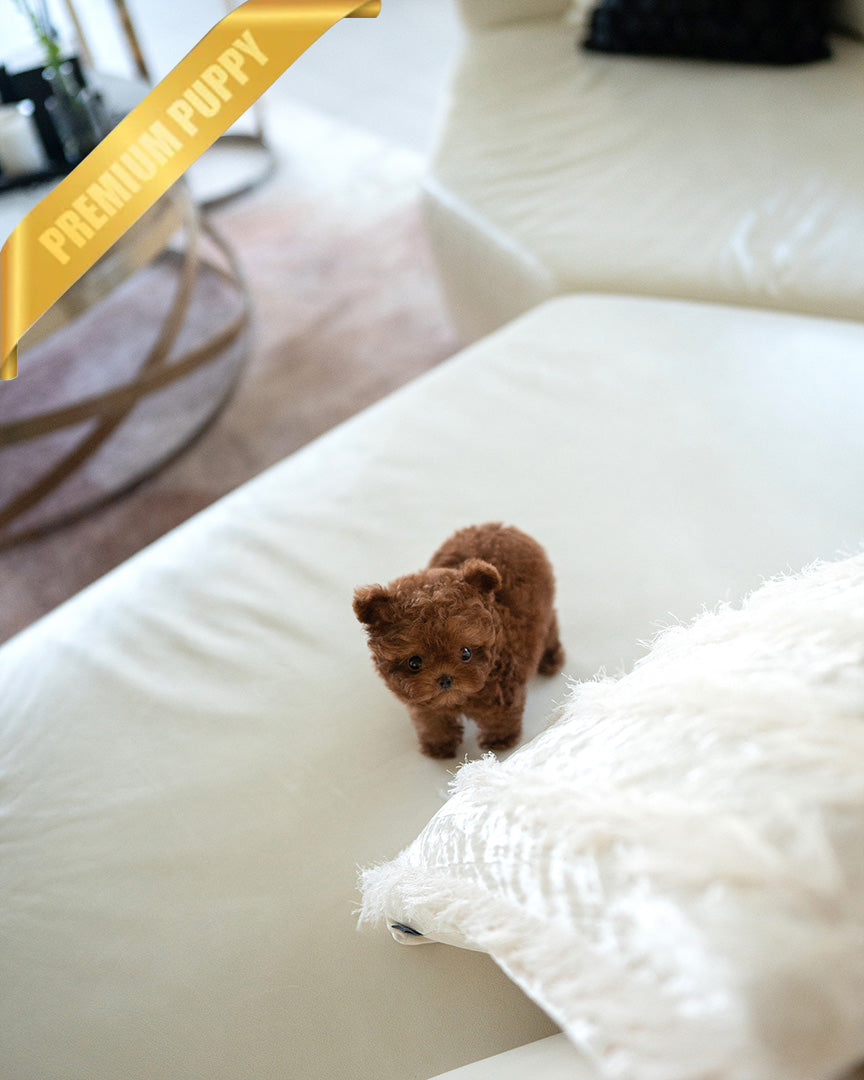 JESSICA - FEMALE (PURCHASED by ZHE) - ROLLYPUPS OFFICIAL