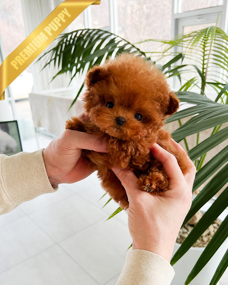 FELIX - MALE (PURCHASED by AHMAD) - ROLLY TEACUP PUPPIES - TEACUP PUPPY FOR SALE