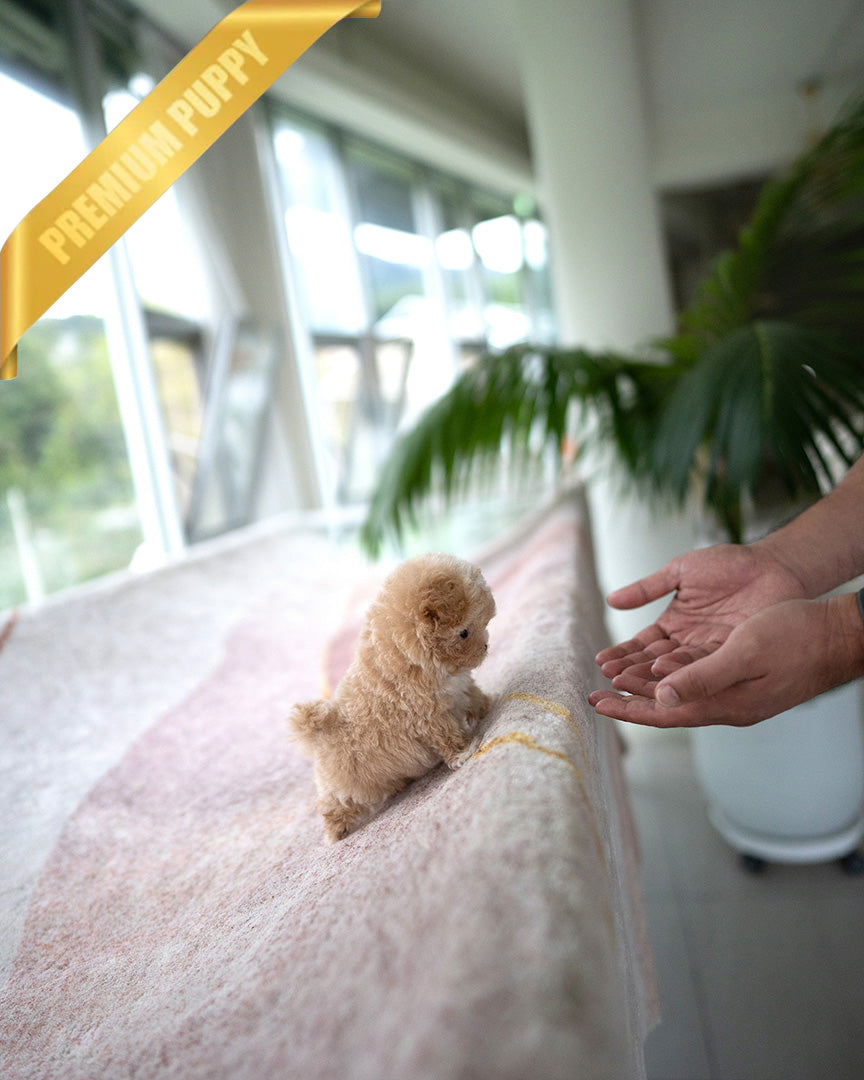 EWAN - MALE (PURCHASED by RT)