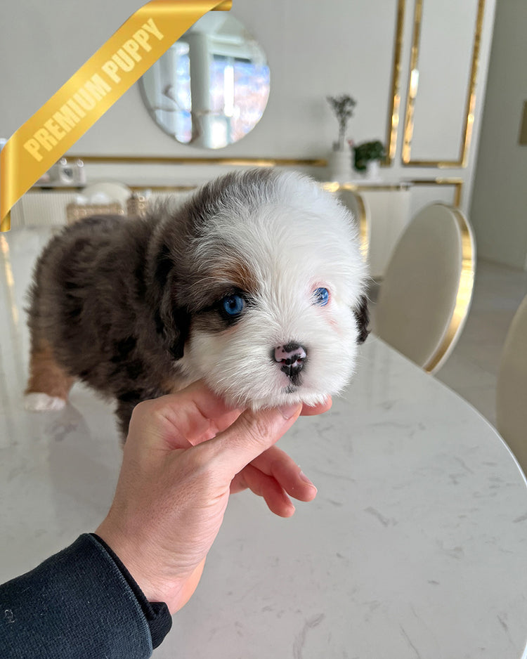 NOVA - FEMALE (PURCHASED by ANDREA) - ROLLY TEACUP PUPPIES - TEACUP PUPPY FOR SALE