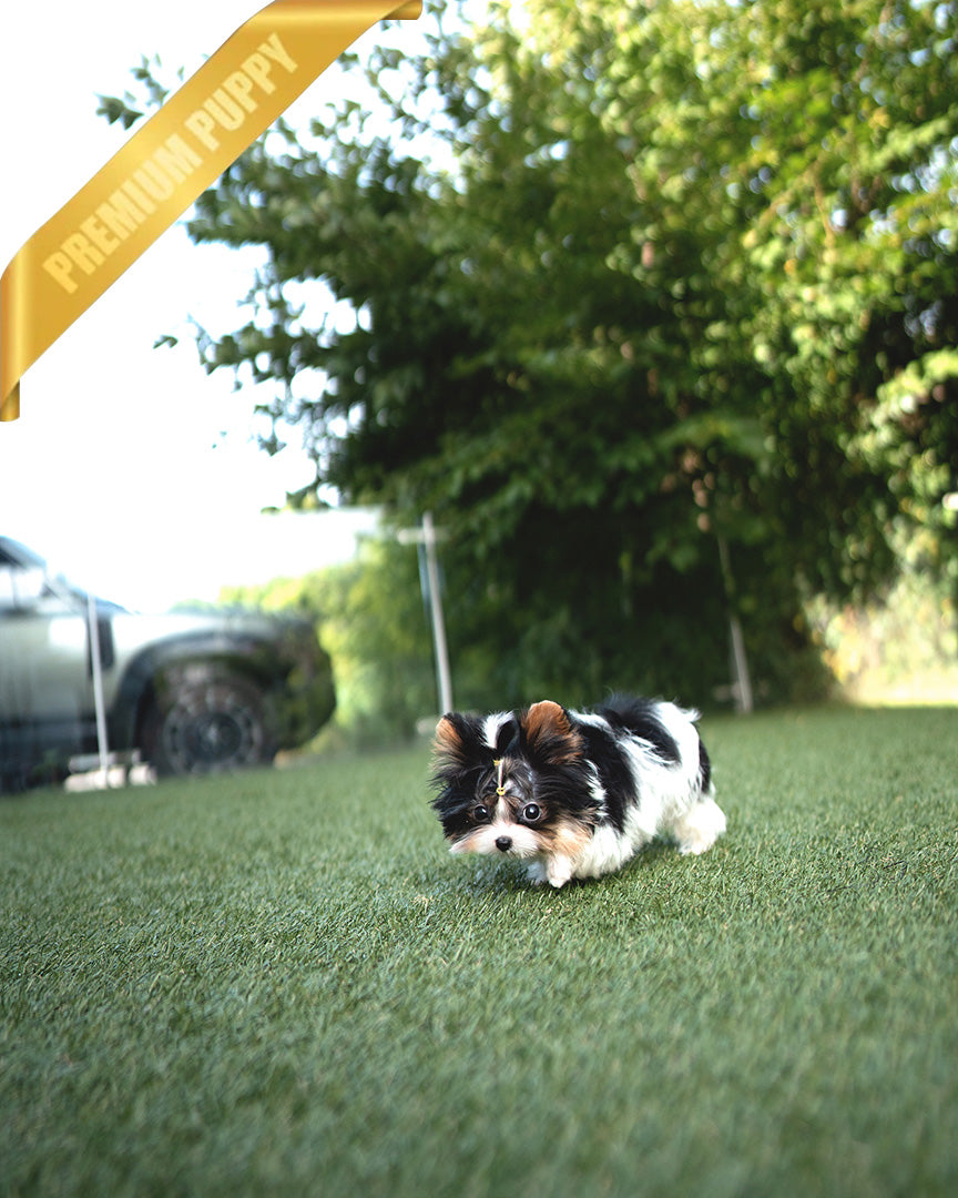 MILO - MALE (PURCHASED by ASHLEY) - ROLLY TEACUP PUPPIES - TEACUP PUPPY FOR SALE