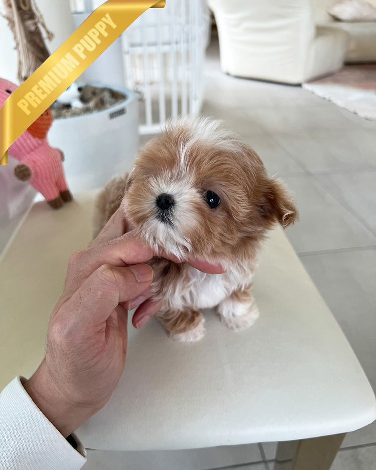 CHLOE - FEMALE (PURCHASED by CHAZ) - ROLLY TEACUP PUPPIES - TEACUP PUPPY FOR SALE