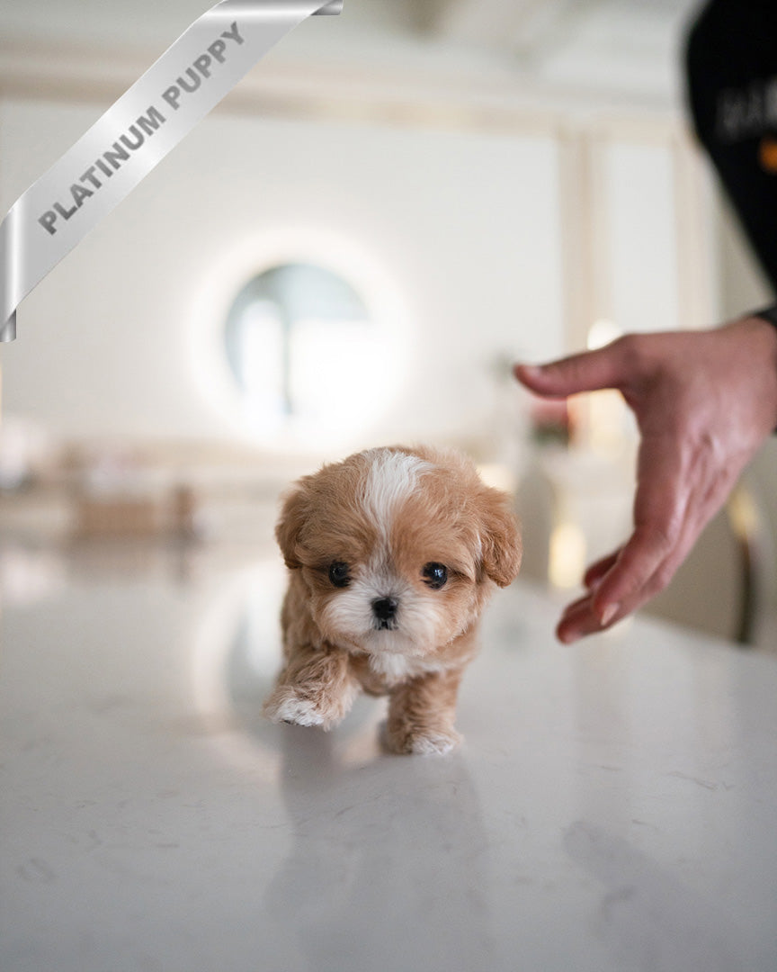 HAZEL - FEMALE (PURCHASED by LEE) - ROLLY TEACUP PUPPIES - TEACUP PUPPY FOR SALE