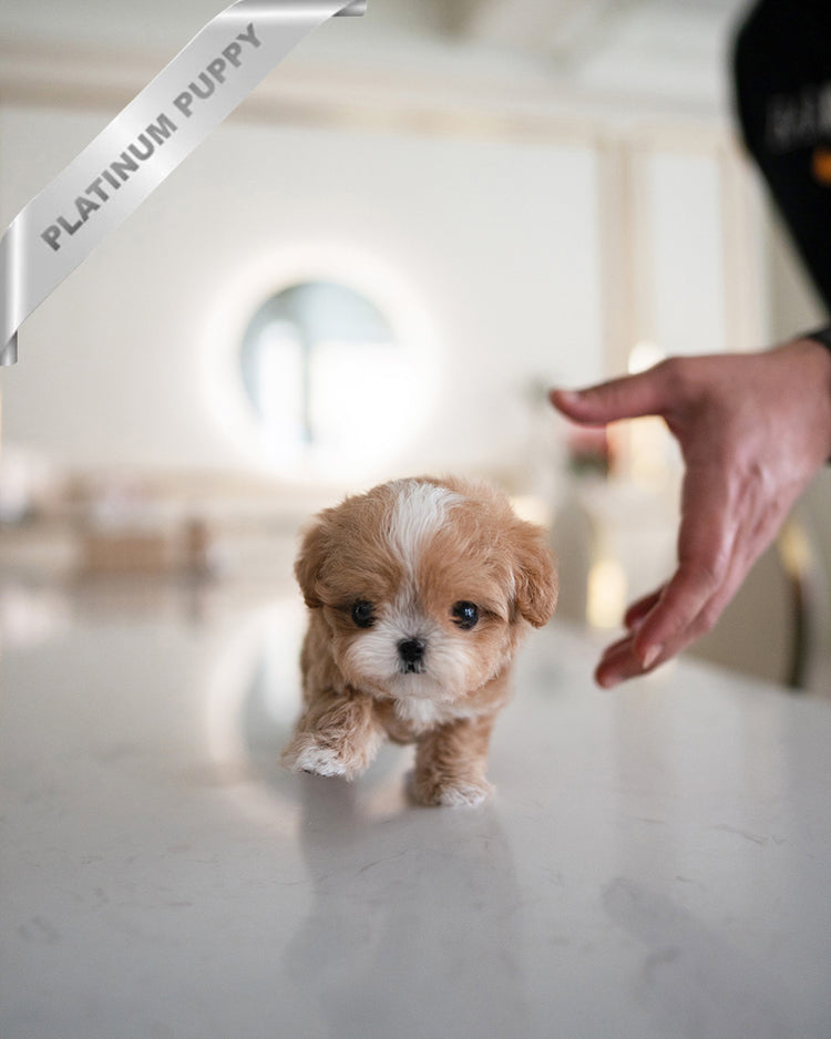 HAZEL - FEMALE (PURCHASED by LEE) - ROLLY TEACUP PUPPIES - TEACUP PUPPY FOR SALE