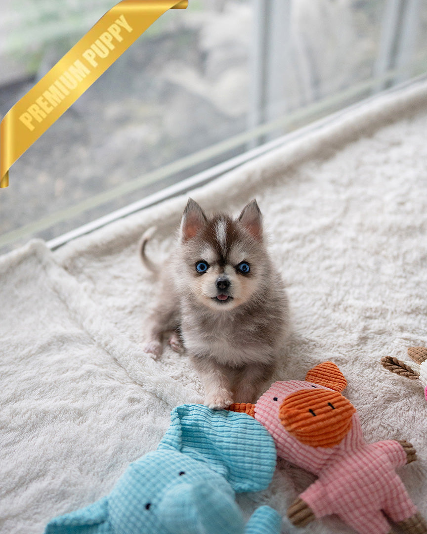 MILO - MALE (PURCHASED by MATT) - ROLLY TEACUP PUPPIES - TEACUP PUPPY FOR SALE