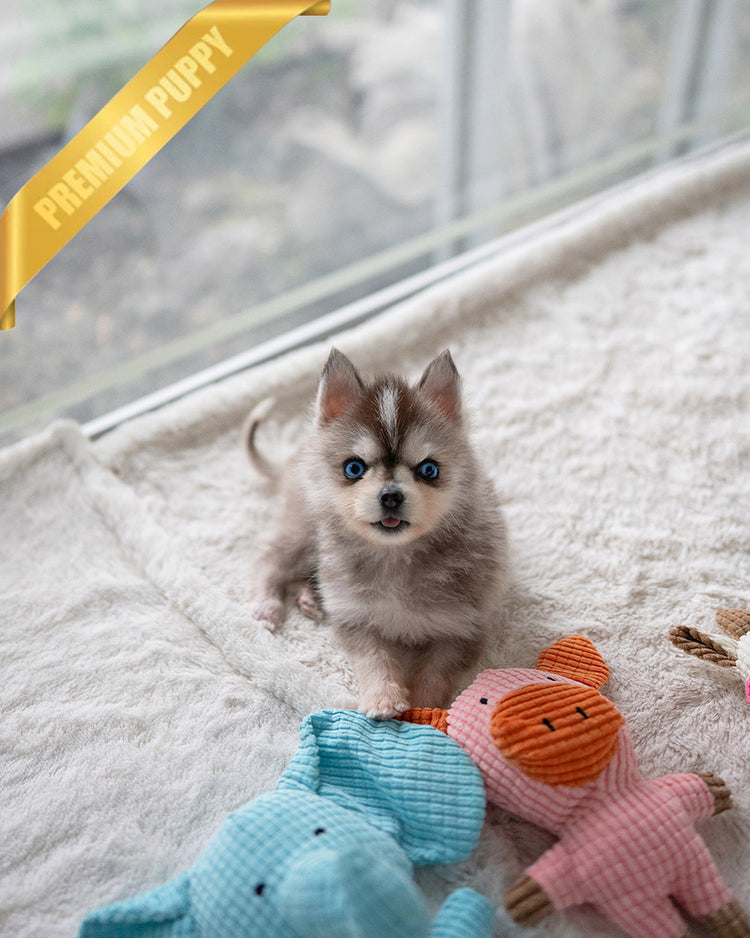 MILO - MALE (PURCHASED by MATT) - ROLLY TEACUP PUPPIES - TEACUP PUPPY FOR SALE