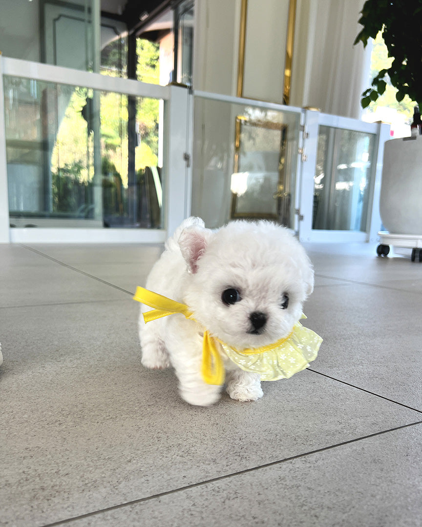 TOBY - MALE - ROLLYPUPS OFFICIAL