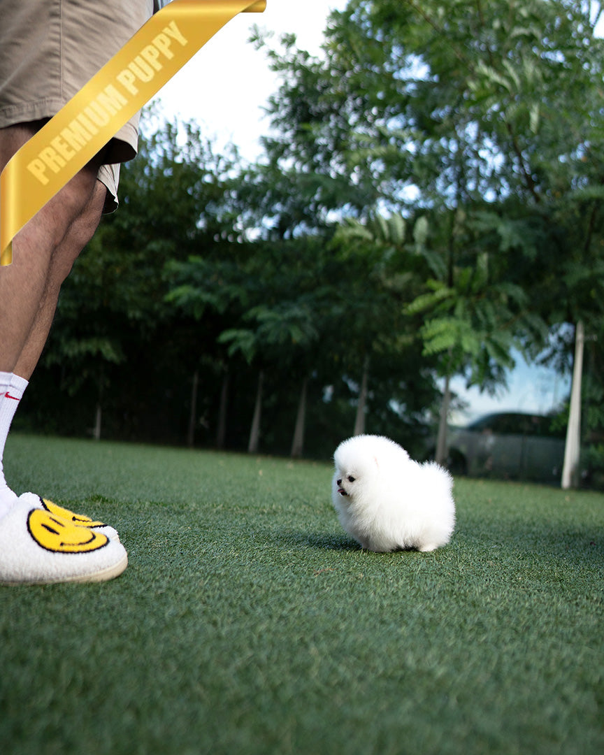 TAYLOR - MALE - ROLLY TEACUP PUPPIES - TEACUP PUPPY FOR SALE