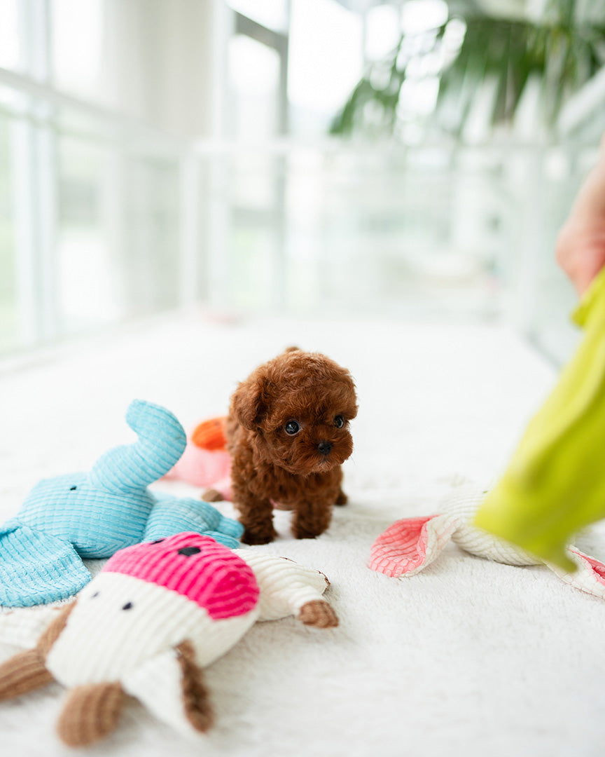 STELLA - FEMALE (RESERVED by JESSICA) - ROLLY TEACUP PUPPIES - TEACUP PUPPY FOR SALE
