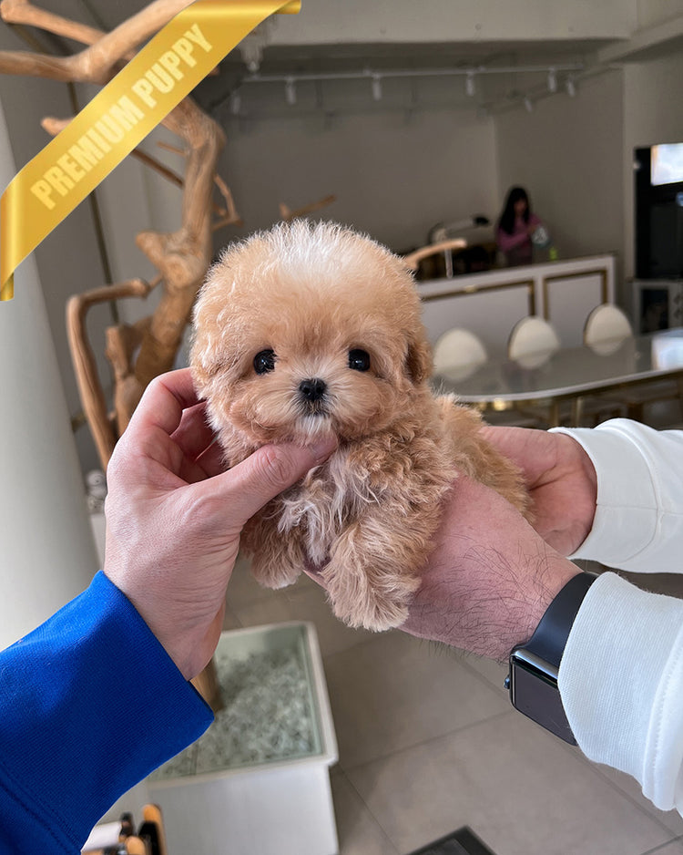 LYRA - FEMALE (PURCHASED by LULU) - ROLLY TEACUP PUPPIES - TEACUP PUPPY FOR SALE