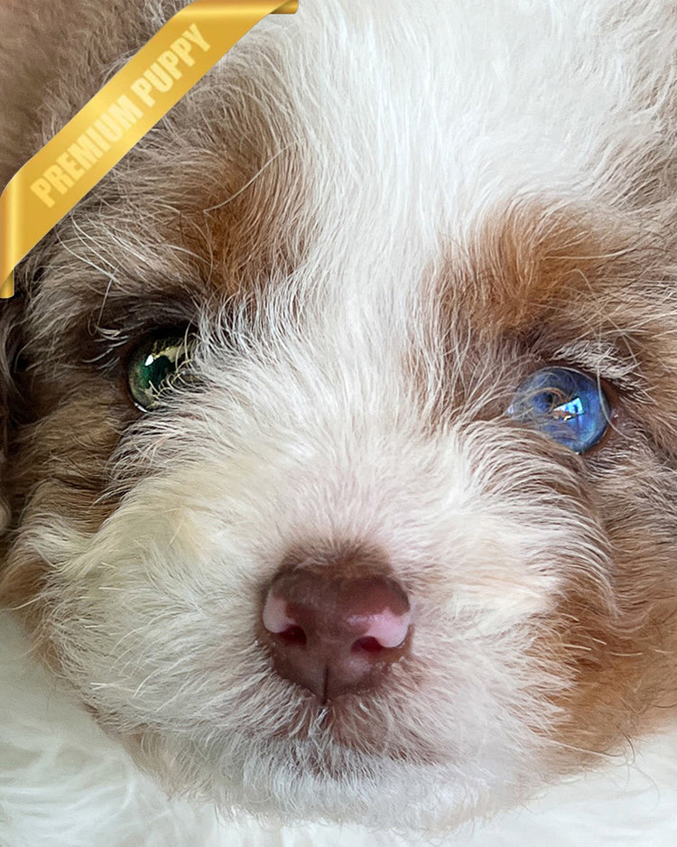 AURORA - FEMALE (PURCHASED by BONNIE) - ROLLY TEACUP PUPPIES - TEACUP PUPPY FOR SALE