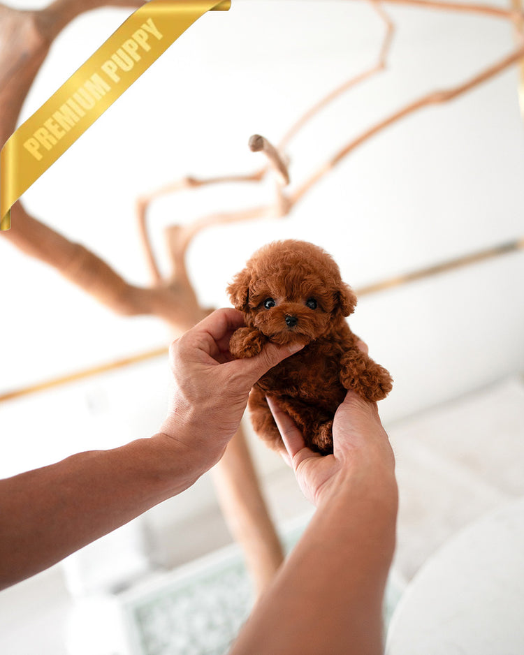 JACK - MALE (PURCHASED by TELLI) - ROLLYPUPS OFFICIAL