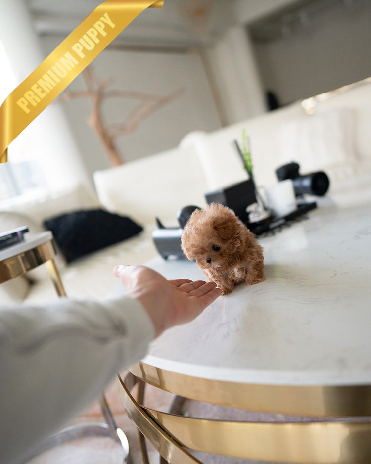 GIGI - FEMALE (PURCHASED by AYGUN) - ROLLY TEACUP PUPPIES - TEACUP PUPPY FOR SALE