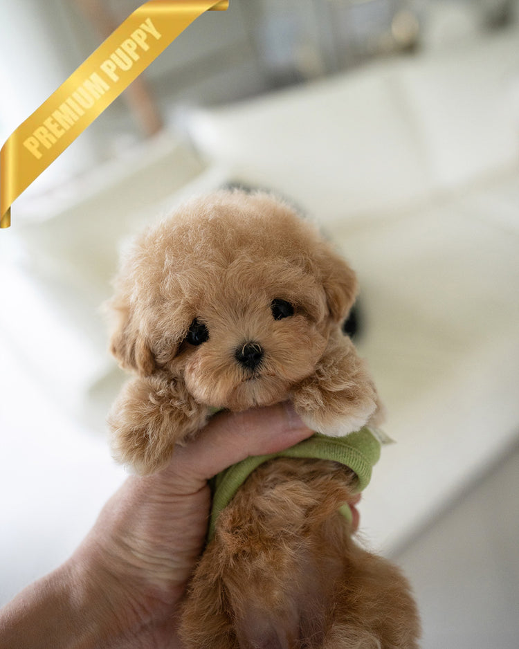 MONTY - MALE (PURCHASED by RT) - ROLLY TEACUP PUPPIES - TEACUP PUPPY FOR SALE