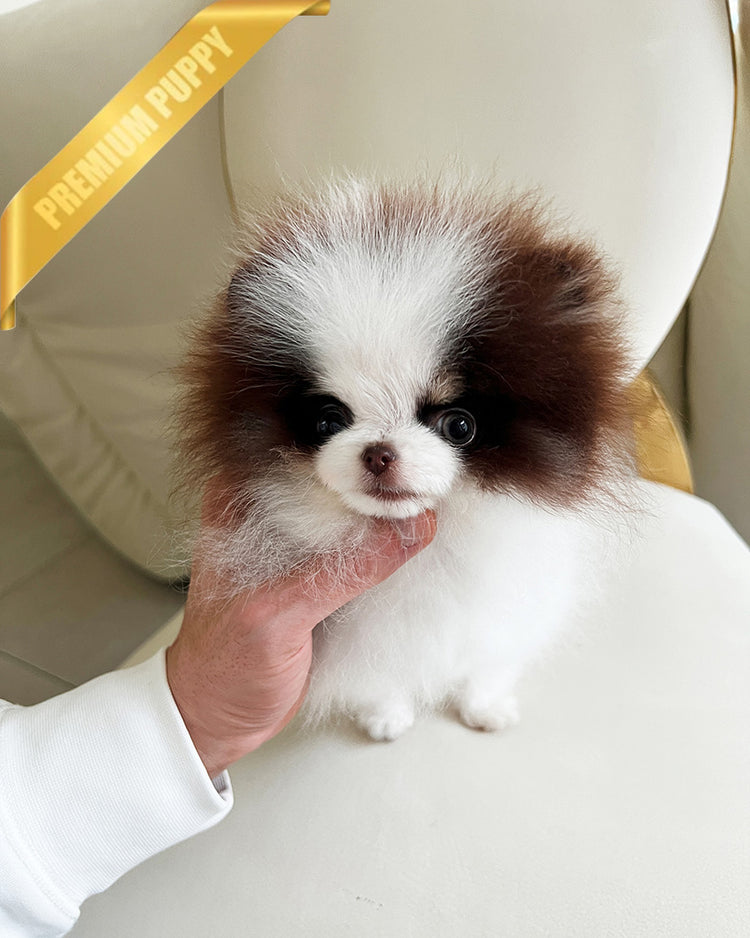 CLEEF - MALE (PURCHASED by SAFIER) - ROLLY TEACUP PUPPIES - TEACUP PUPPY FOR SALE