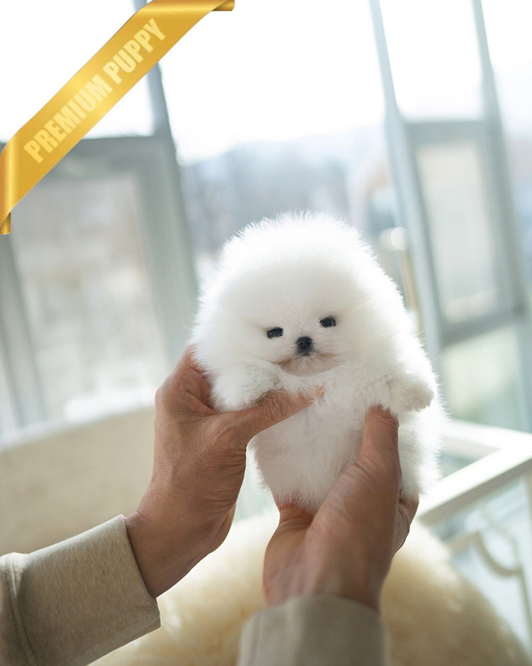 CLOUD - FEMALE (PURCHASED by ANONYMITY) - ROLLY TEACUP PUPPIES - TEACUP PUPPY FOR SALE