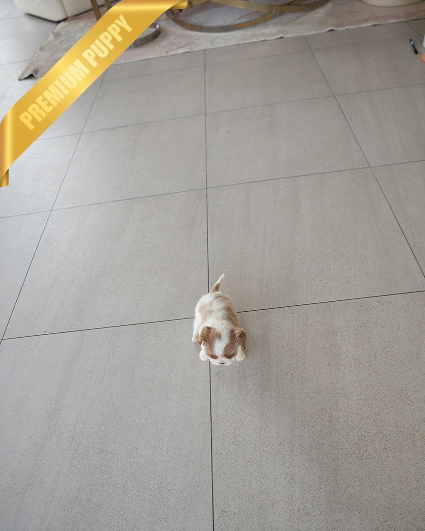 ARTHUR - MALE (PURCHASED by JULIE) - ROLLY TEACUP PUPPIES - TEACUP PUPPY FOR SALE