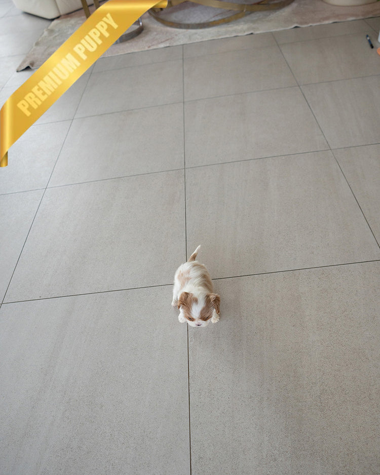 ARTHUR - MALE (PURCHASED by JULIE) - ROLLY TEACUP PUPPIES - TEACUP PUPPY FOR SALE