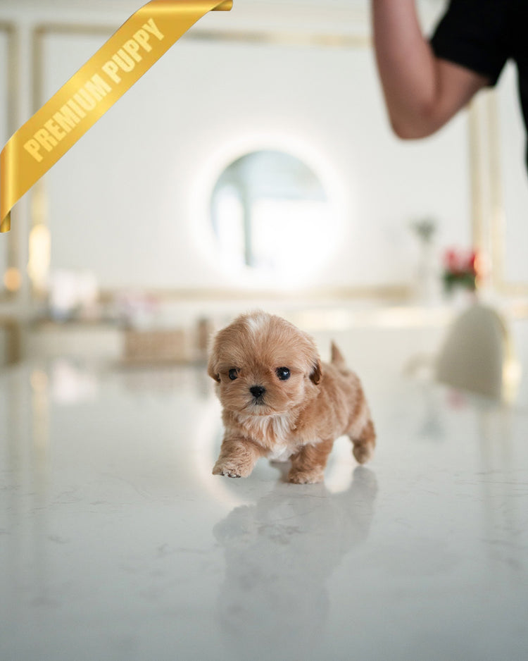 LALA - FEMALE (PURCHASED by KRISTEN) - ROLLY TEACUP PUPPIES - TEACUP PUPPY FOR SALE