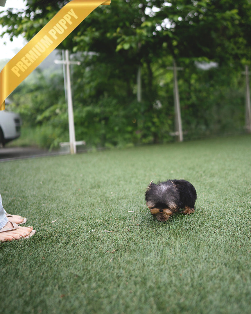KOFI - MALE (PURCHASED by DOUGLAS) - ROLLY TEACUP PUPPIES - TEACUP PUPPY FOR SALE