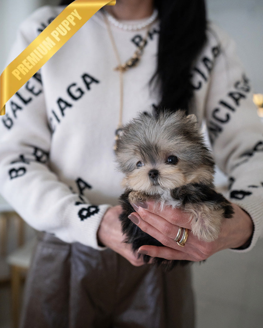 STELLA - FEMALE (PURCHASED by ALLA) - ROLLY TEACUP PUPPIES - TEACUP PUPPY FOR SALE