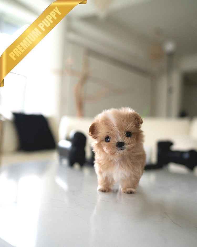 TOFFEE - FEMALE (PURCHASED by ALIREZA) - ROLLY TEACUP PUPPIES -