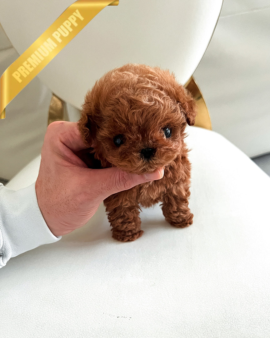 COOPER - MALE (PURCHASED by LIANA) - ROLLY TEACUP PUPPIES -