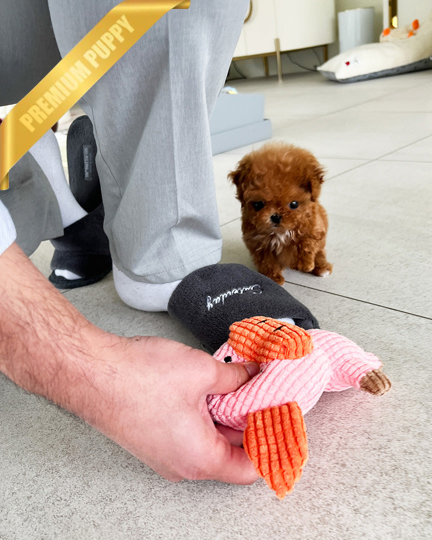 TIPPY - FEMALE (PURCHASED by SANDRA) - ROLLY TEACUP PUPPIES - TEACUP PUPPY FOR SALE